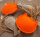 CatS Katzenspielzeug Set "Filzfisch & Katzen" Orange