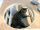 CatS Design Kratzbaum xxl große Katzen stabil Katzenbaum Katzenvilla Deluxe H6