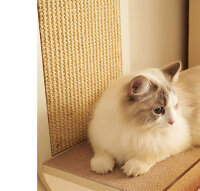 CatS Design Kletterwand große Katzen stabil Wandliege